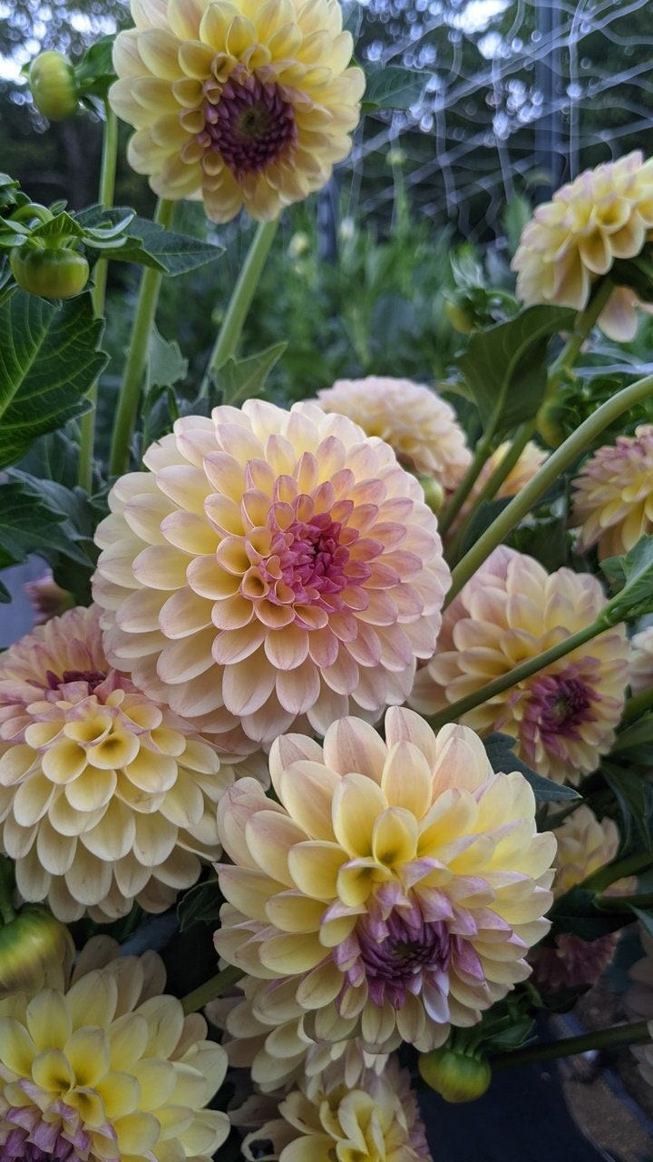annual dahlia seeds 40+ Rare Seeds| Angels of 7A Dahlia Seeds-#D006-Authentic Seeds-Flowers-Seeds-Rose seeds-Herb seeds-Vegetable Seeds-Mix Seeds for Plant-B3G1