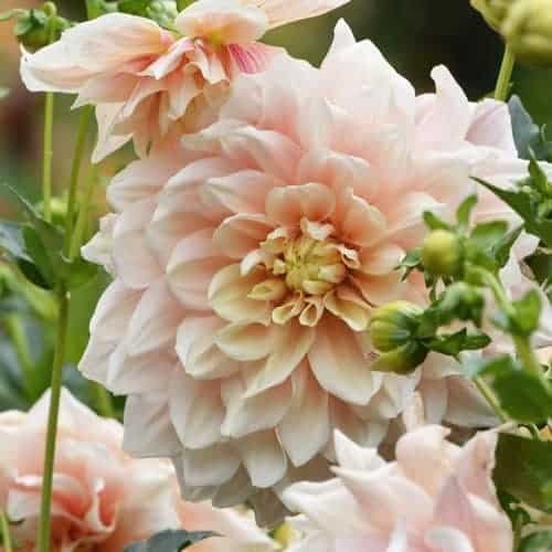 Dinnerplate Break Out Dahlia Perennial Seeds, 40+ seeds