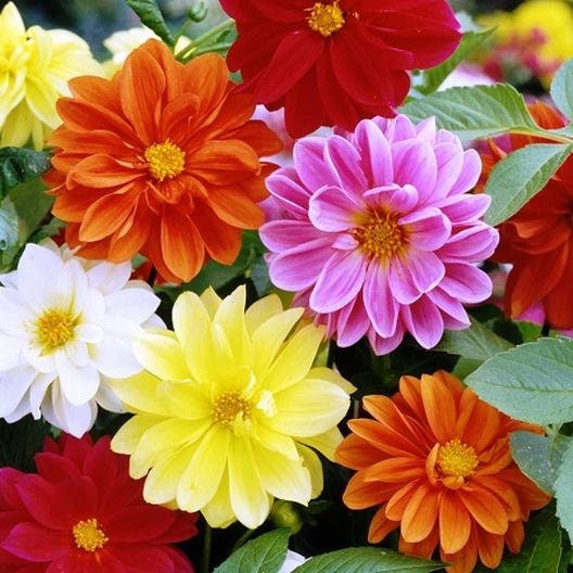 bedding flower seeds 40+ Seeds| Unwins Bedding Mix seed Dahlia Perennial Seeds Heirloom Dahlia Flower Seeds – Non GMO, Open Pollinated Mix for Vibrant Summer Blooms,