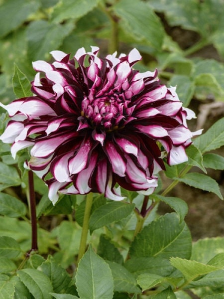 Tartan Dinnerplate Dahlia Seeds, 40+ seeds