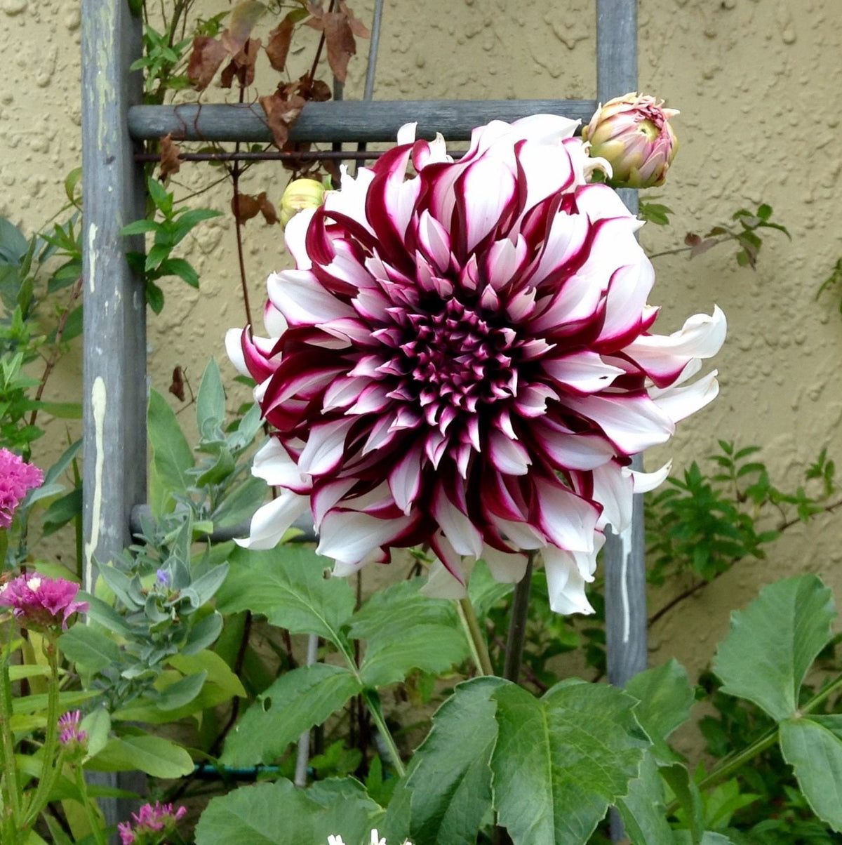 Tartan Dinnerplate Dahlia Seeds, 40+ seeds