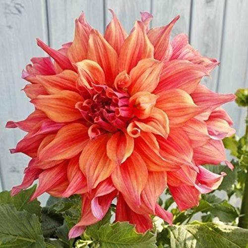 Giant Dinnerplate Dahlia Belle Perennial Seeds, 40+ seeds