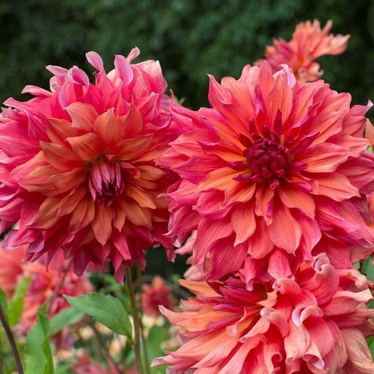 Giant Dinnerplate Dahlia Belle Perennial Seeds, 40+ seeds