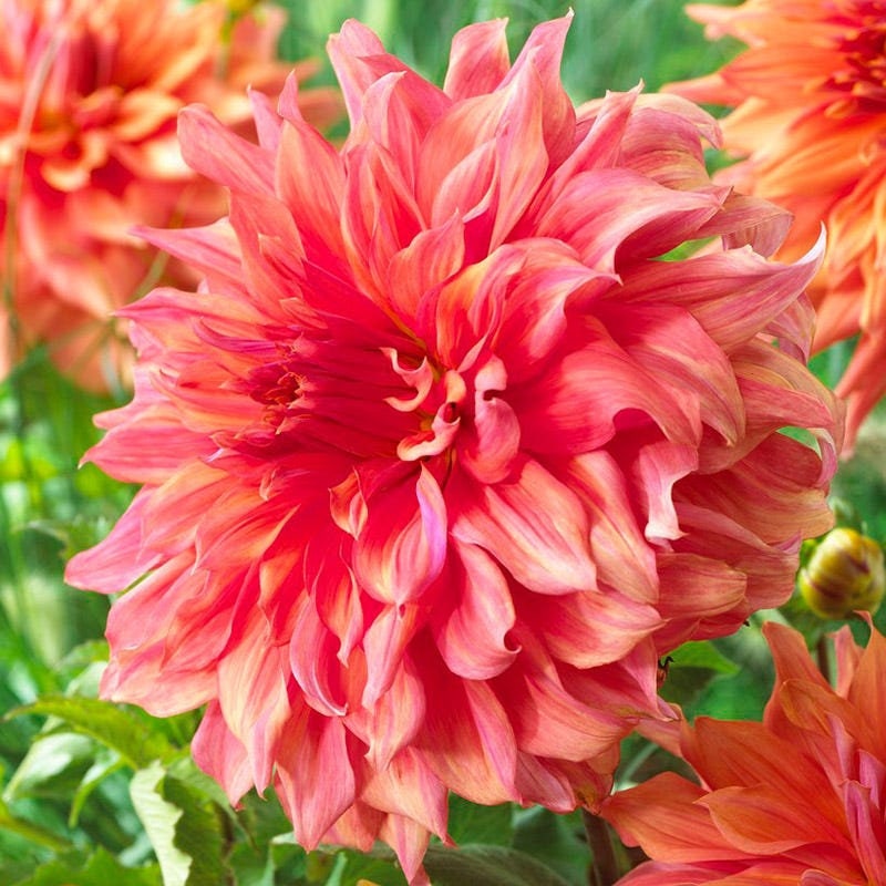 Giant Dinnerplate Dahlia Belle Perennial Seeds, 40+ seeds