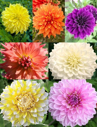 Ultimate Dinnerplate Collection Dahlia Seeds, 40+ seeds