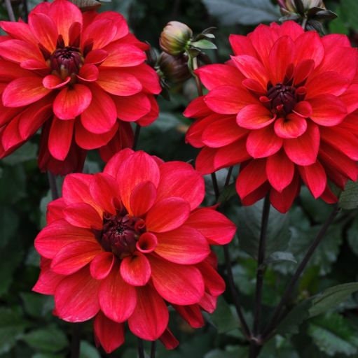 Cut Collection Dahlia Perennial Seeds - Mixed Color Blooms, 40+ seeds