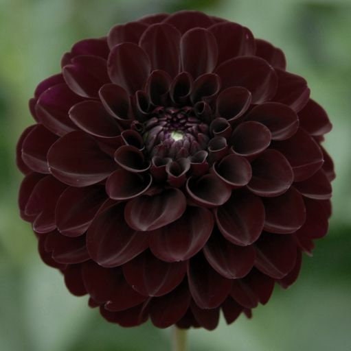 Cut Collection Dahlia Perennial Seeds - Mixed Color Blooms, 40+ seeds