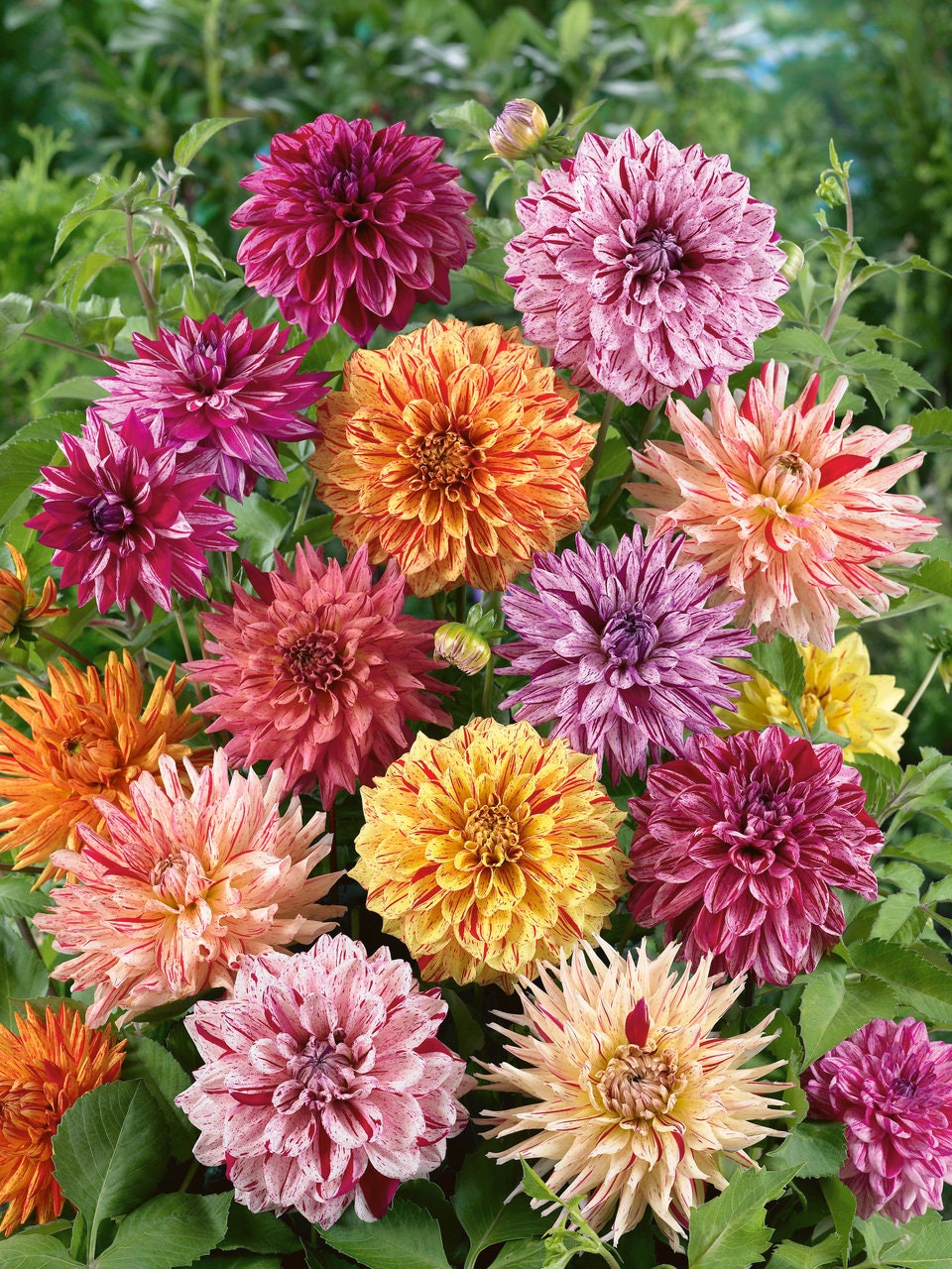 Rembrandt Dahlia Mixture Seeds Dahlia Seeds, 40+ seeds