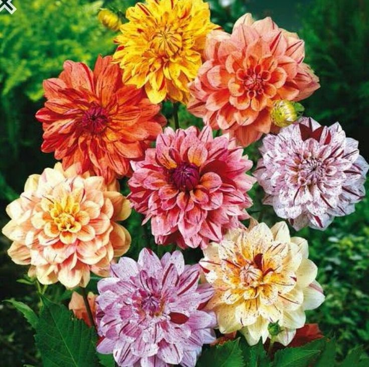 Rembrandt Dahlia Mixture Seeds Dahlia Seeds, 40+ seeds