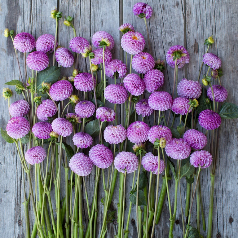 Frank Holmes Dahlia Perennial Seeds - Long Lasting Blooms, 40+ seeds