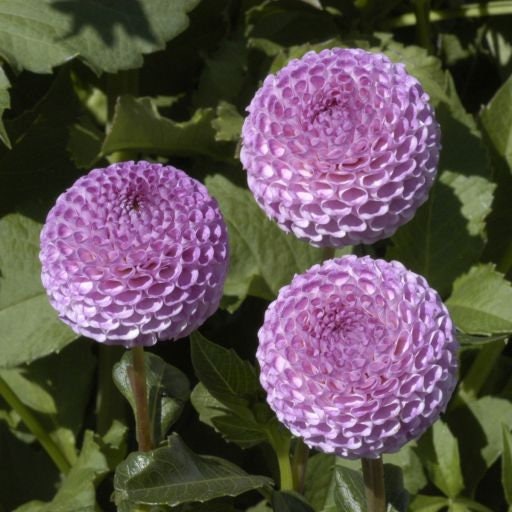 Frank Holmes Dahlia Perennial Seeds - Long Lasting Blooms, 40+ seeds