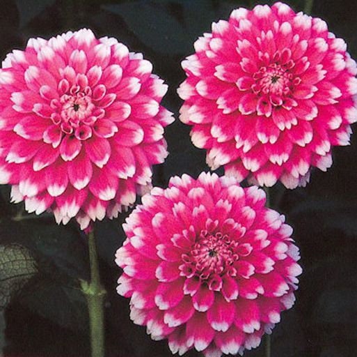 Fuzzy Wuzzy Dahlia Perennial Seeds - Long Lasting Blooms, 40+ seeds