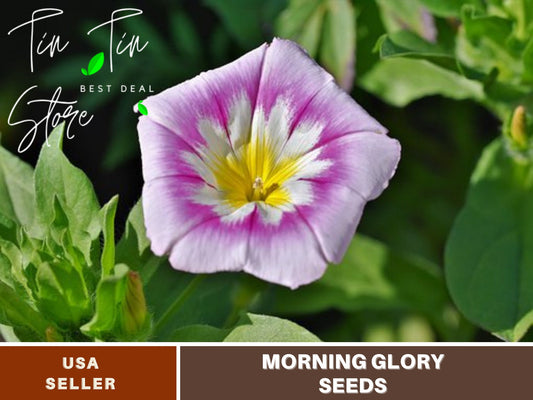 Ensign Rose Morning Glory Seeds - Climbing Vine, 30+ seeds