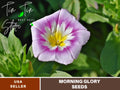 30+ Rare Seeds| Ensign Rose Morning Glory Seeds- Ipomoea Climbing Vine Fast Growing Annual Flower with Colorful Blooms for Garden Trellis Fence, Attracts Hummingbirds And Butterflies #F006