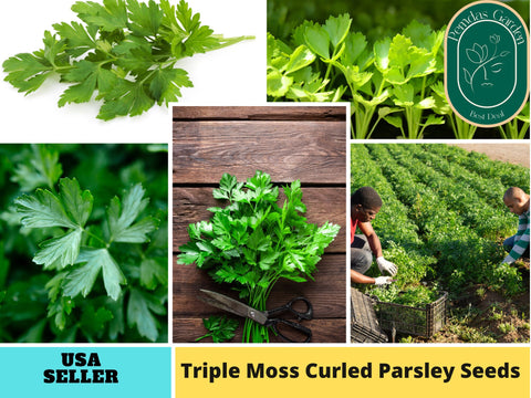 210 Seeds| Triple Moss Curled Parsley Seeds #7029