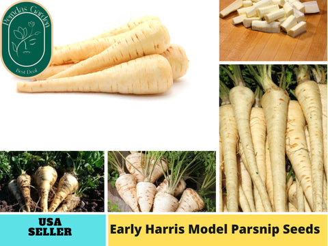210 Seeds| Early Harris Model Parsnip Seeds#7033