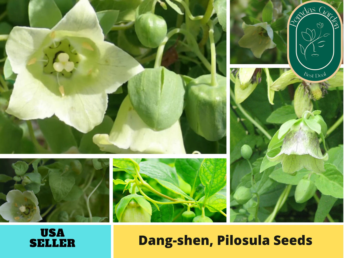 60 seeds| Dang-shen Seeds, pilosula Herb seeds