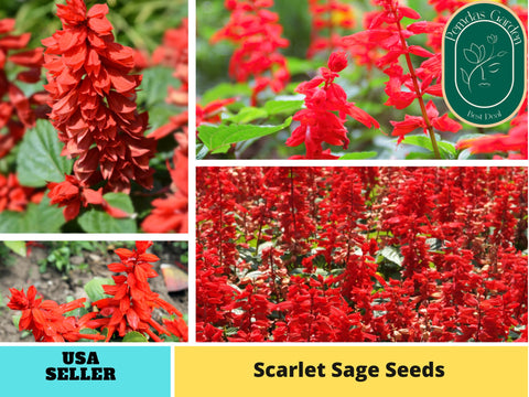 110 seeds| Scarlet sage  seeds#6007