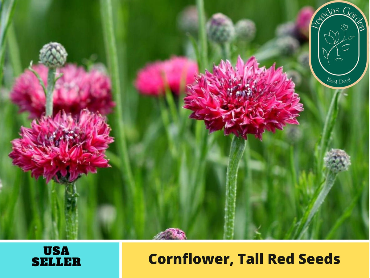 110 seeds| Tall Red Cornflower Seeds - Herbs Seeds#6009
