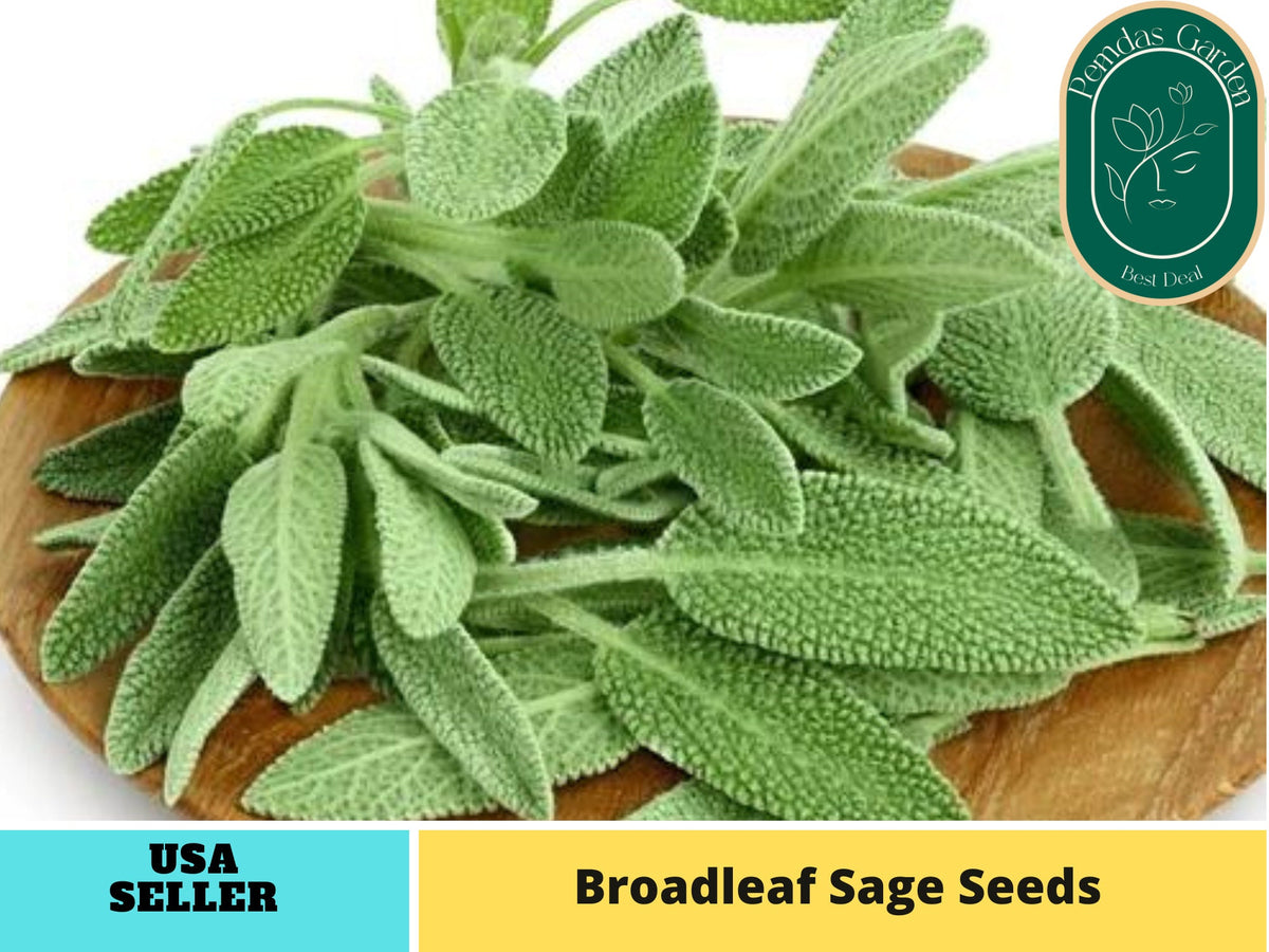 40 Seeds| Sage Broadleaf Seeds#7042