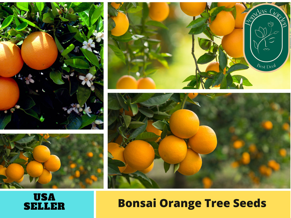 25 seeds| Orange Tree Bonsai Seeds#5005
