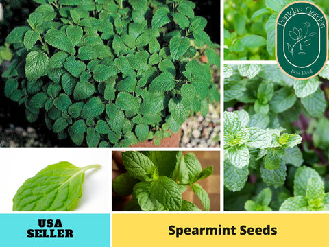 80 Seeds| Spearmint (Mentha spicata) Seeds - Herbs Seeds #7003