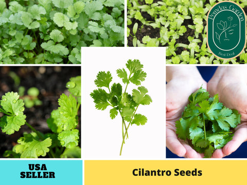 110 Seeds| Cilantro Herbs Seeds #7004