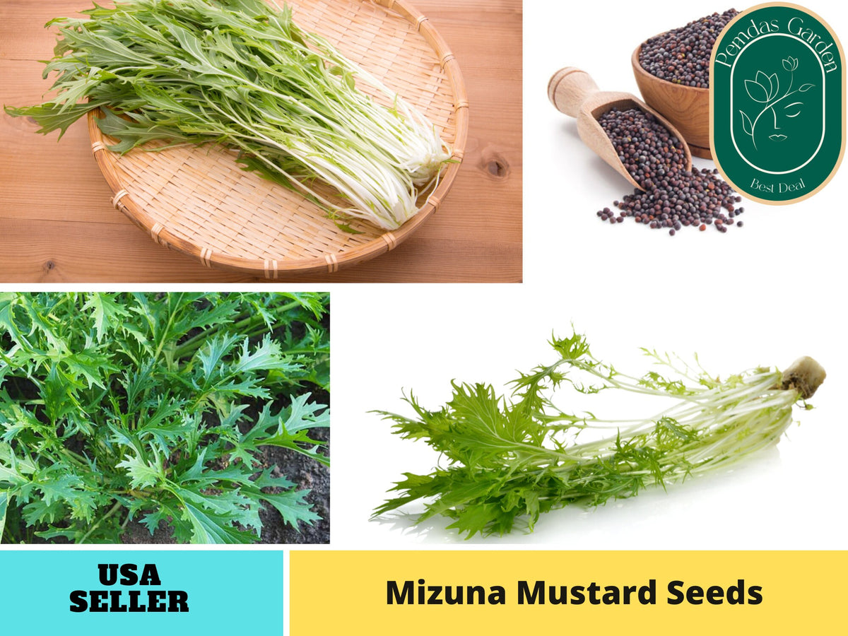 210 Seeds|  Mizuna Mustard  Seeds #7005
