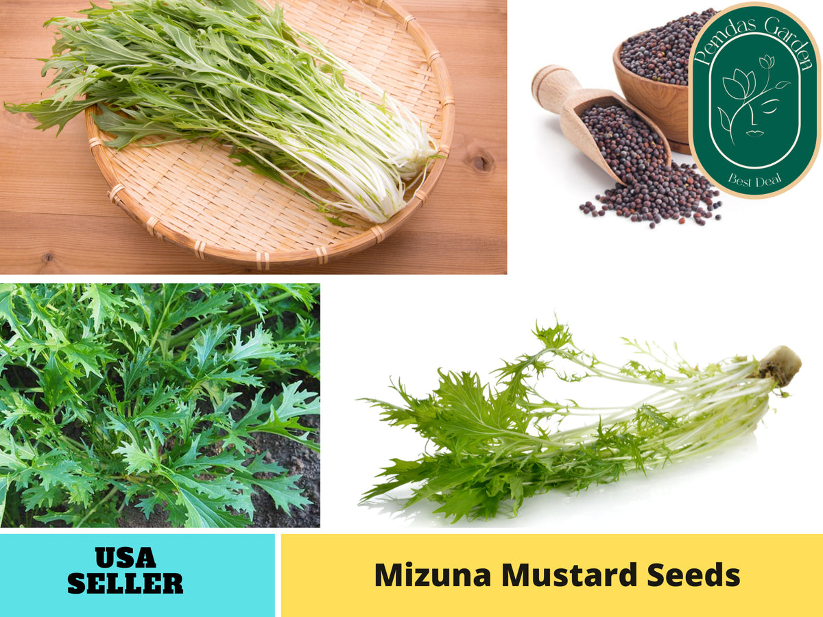 210 Seeds|  Mizuna Mustard  Seeds#7005