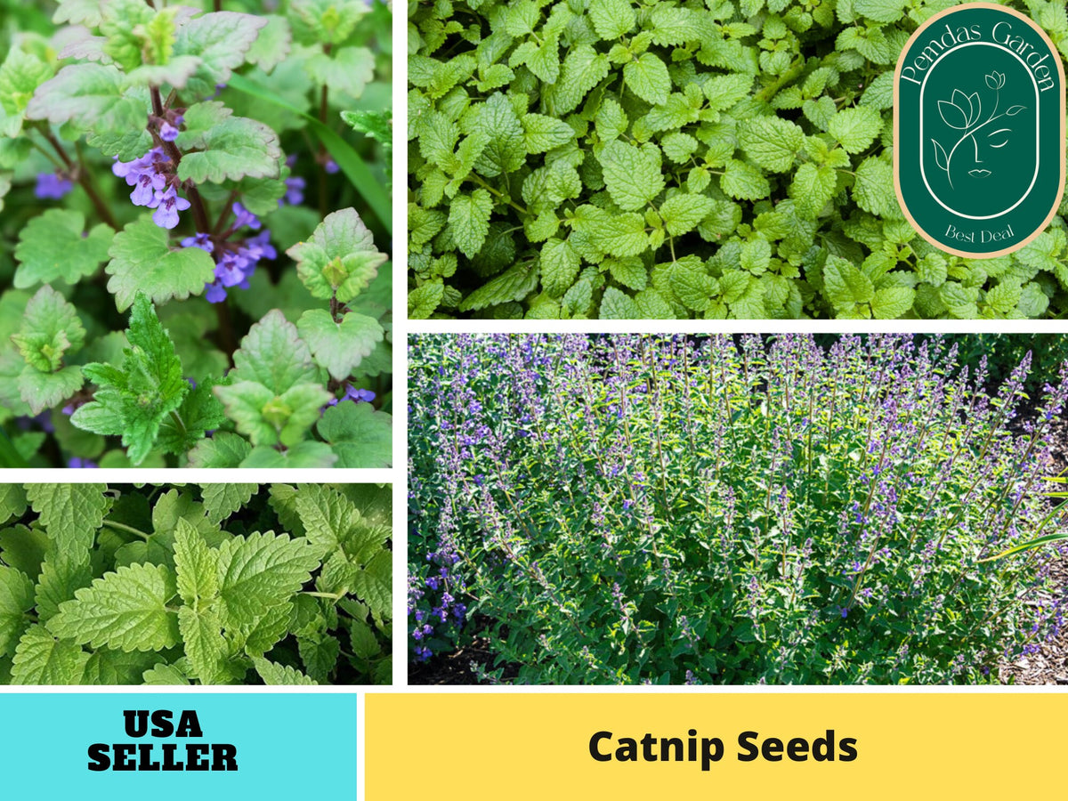 260 Seeds| Catnip  Herbs Seeds#7006