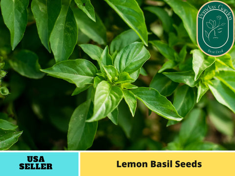 110 Seeds| Lemon  Basil Herbs Seeds #7007