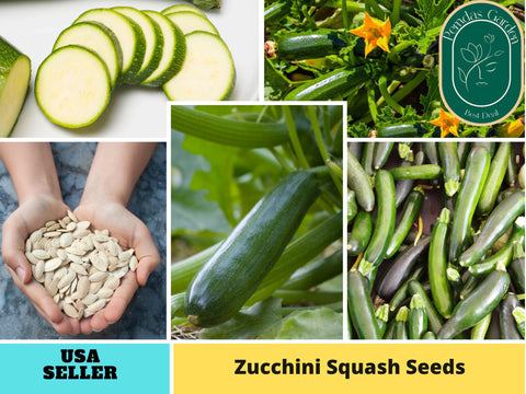25 Seeds| Squash Zucchini  Seeds #7014