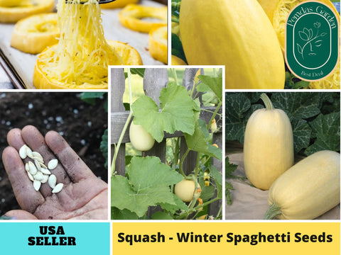 25 Seeds| Squash Seeds, Spaghetti Winter  #7015
