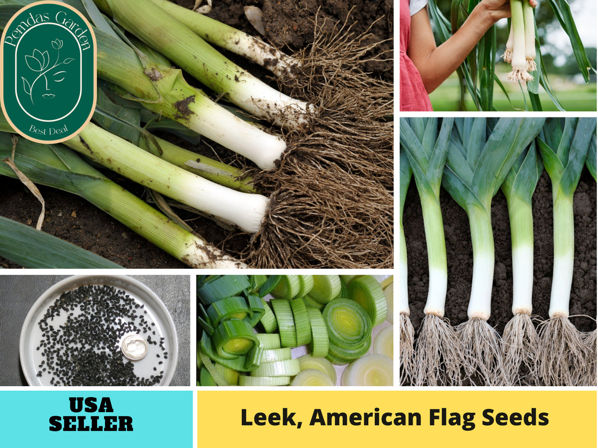 210 Seeds| American Flag Leek Seeds #7016