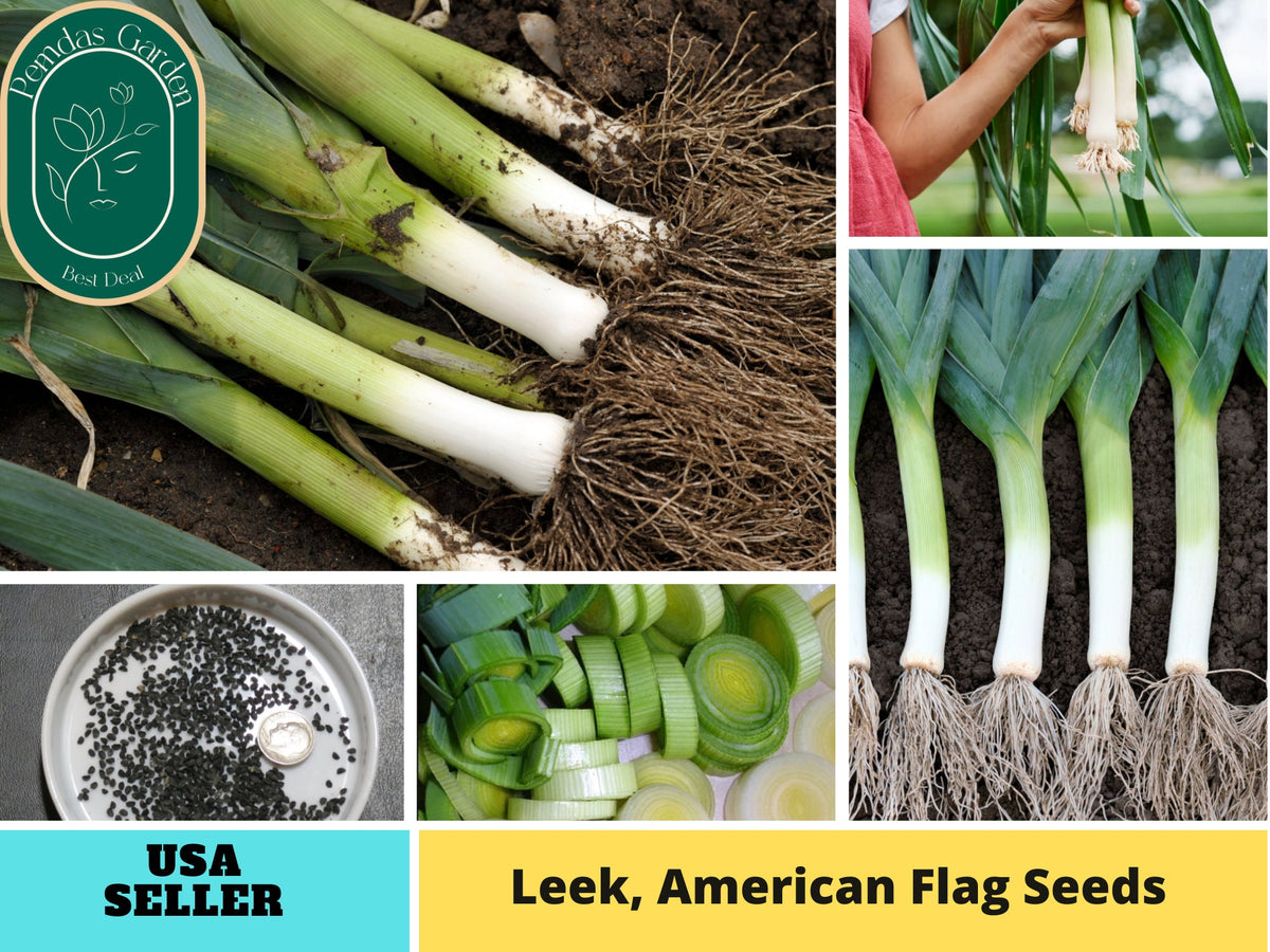 210 Seeds| Leek Seeds- American Flag #7016