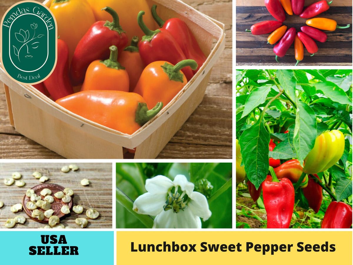 30 Seeds| Lunchbox Sweet Pepper Seeds #7021