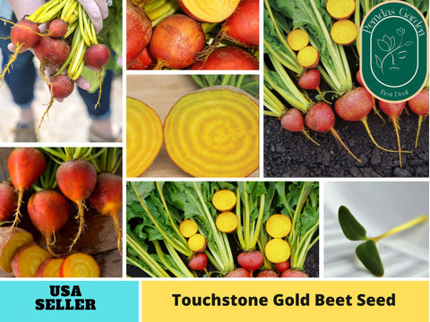 30 Seeds| Touchstone Gold Beet Seeds#7022