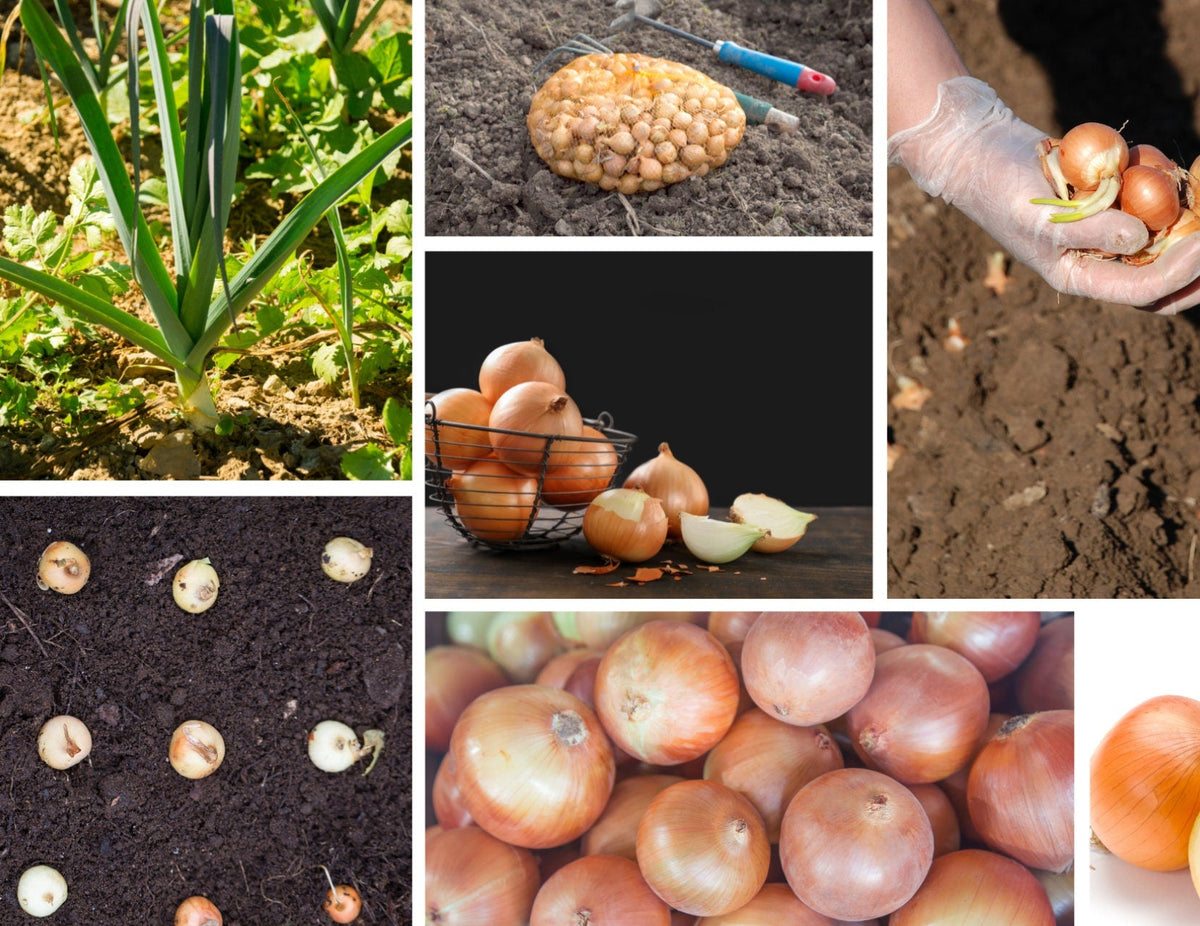 Utah Yellow Onion Seeds - Long, Day Variety, 160 seeds