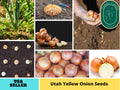 160 Seeds| Onion Seeds, Utah Yellow seeds #7024