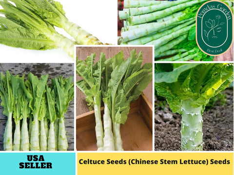 25 Seeds| Chinese Stem Lettuce Seeds #7026