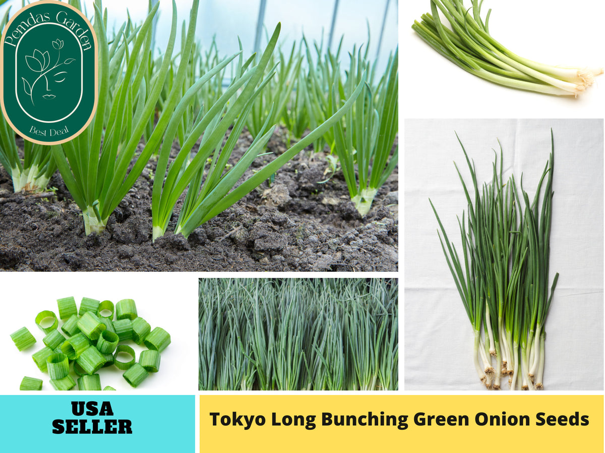310 Seeds| Tokyo Long Bunching Green Onion Seeds #7030