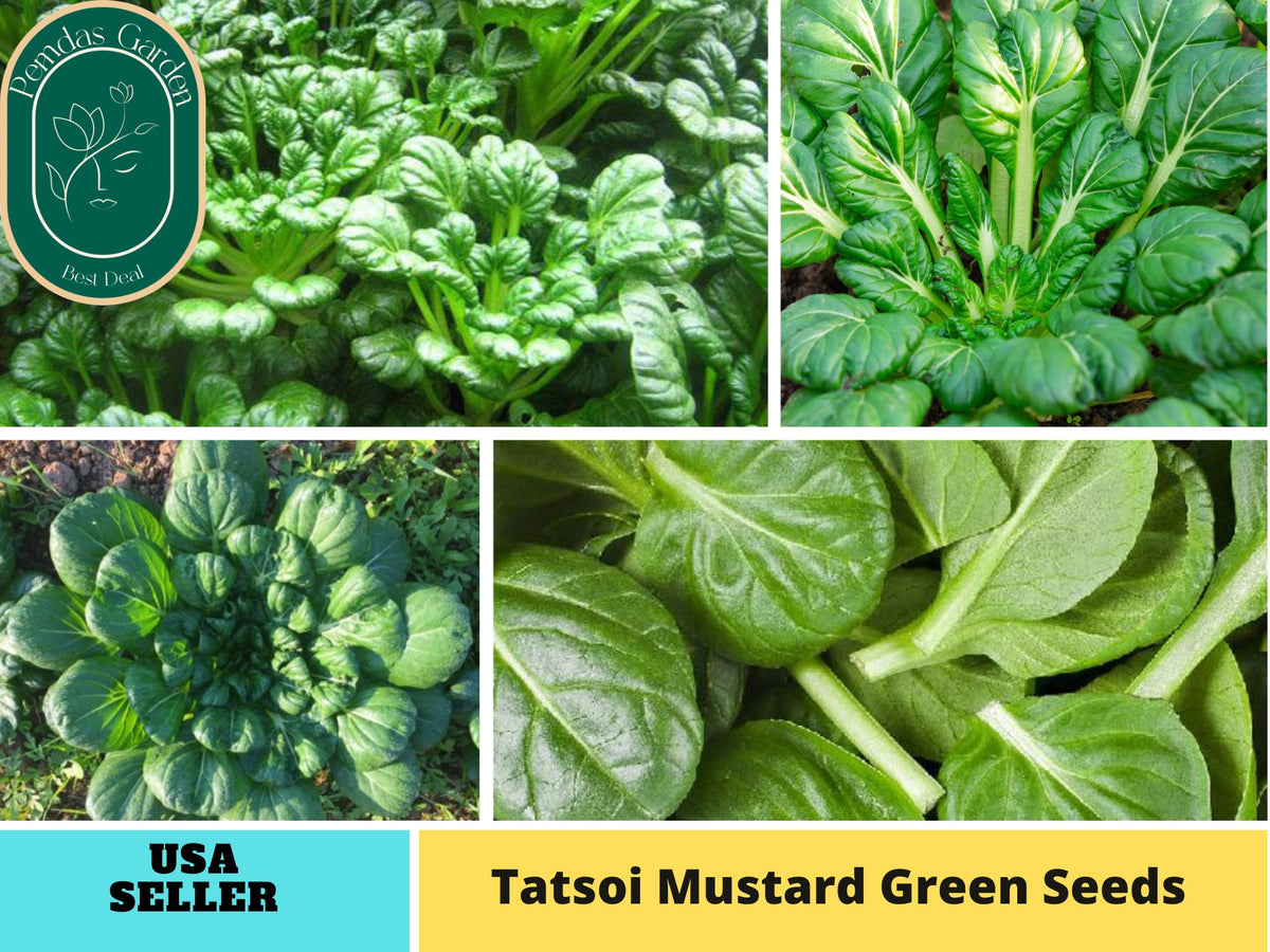 210 Seeds| Tatsoi Mustard Green Seeds#7031