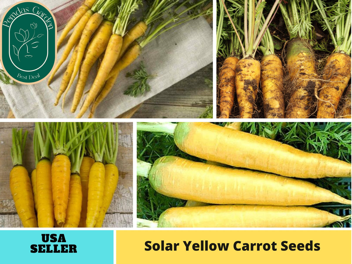 310 Seeds| Solar Yellow Carrot Seeds Seeds #7032