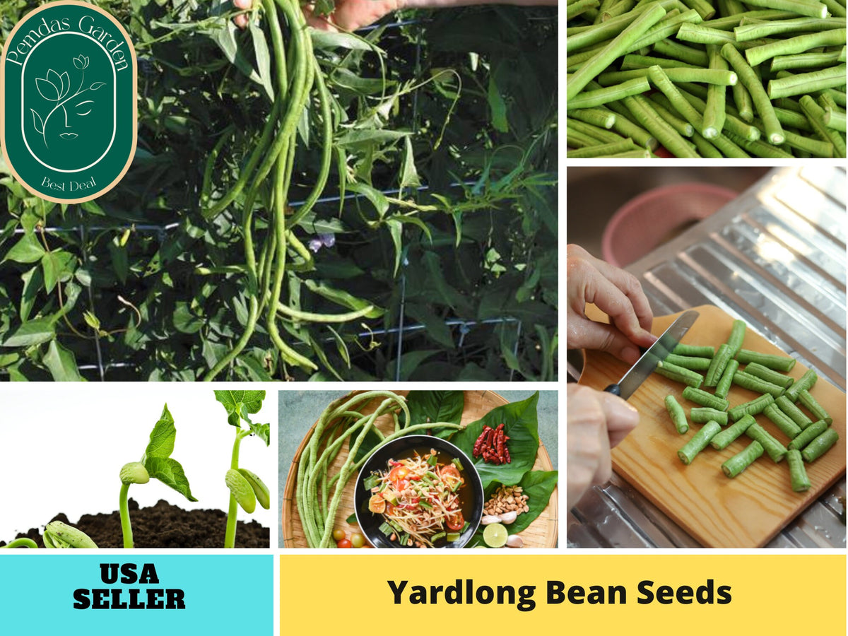 20 Seeds|  Yard Long Bean Seeds #7038