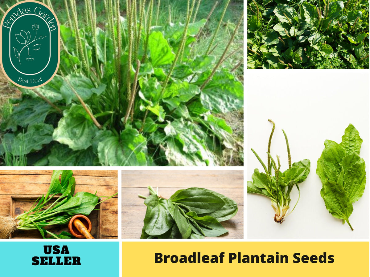 100 Seeds| Plaintain Broadleaf Herbs Seeds #7039