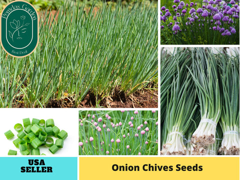 60 Seeds| Onion Chives Herb Seeds#7040