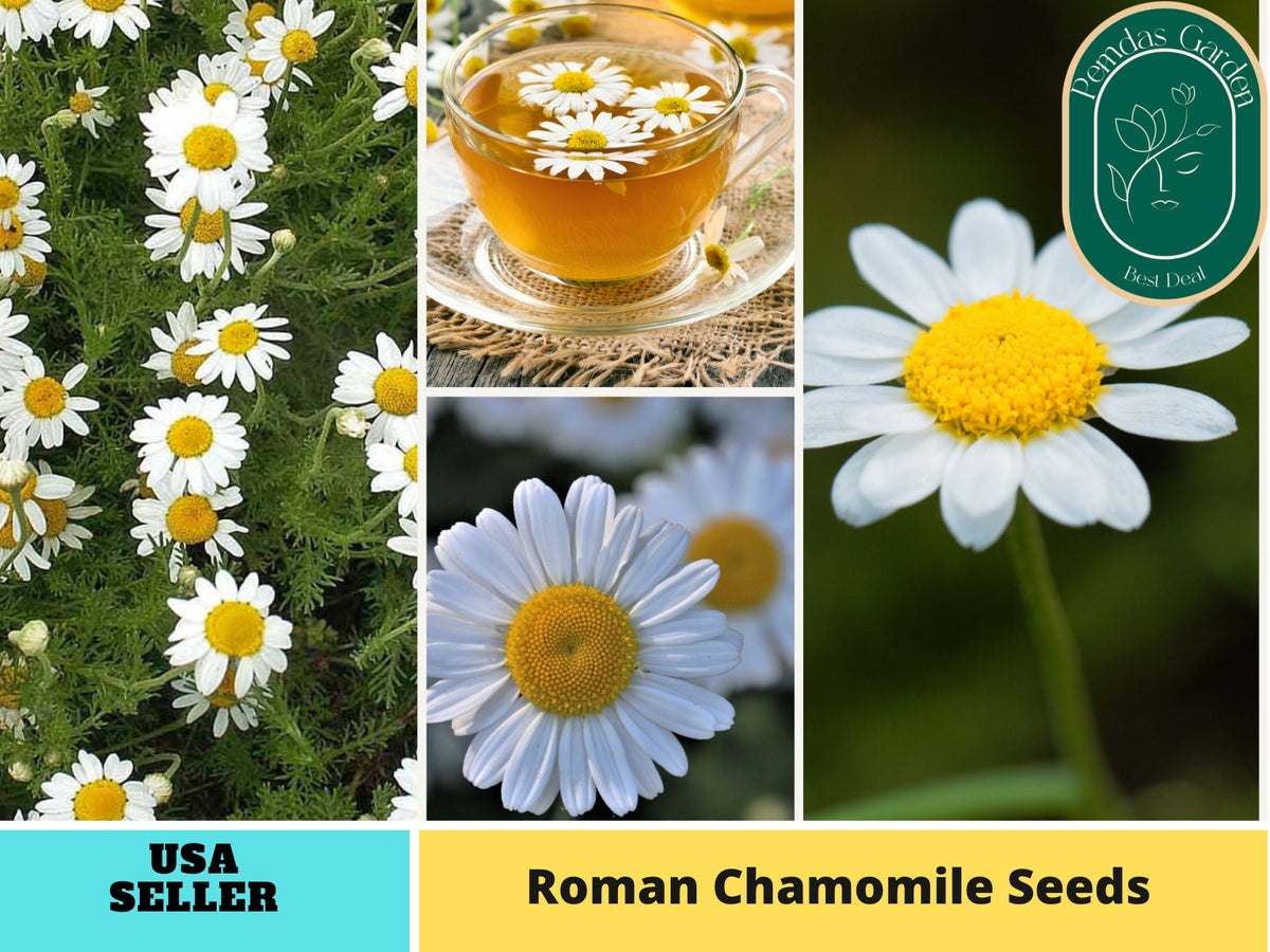 110 seeds| Roman Chamomile Herbs Seeds#6001