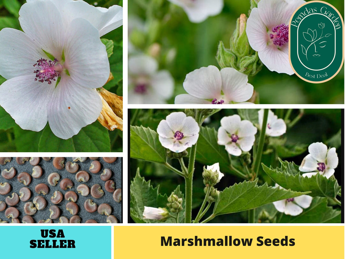 30 seeds| Marshmallow seeds  #6002