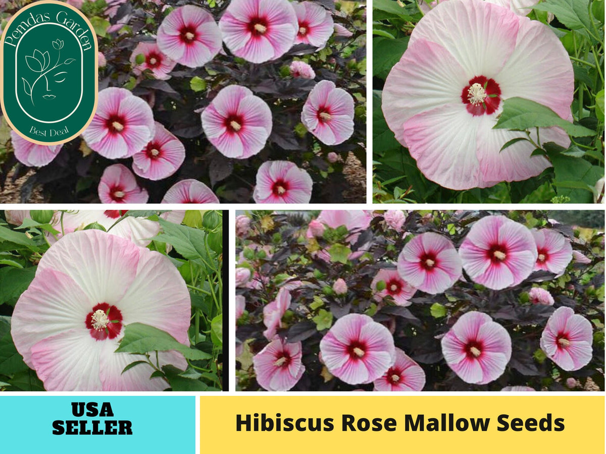 30 seeds| Hibiscus Seeds, Rose Mallow  seeds, - Authentic Seeds ~ GMO Free ~ Seeds~Flower seeds~ Vegetable seeds~ Asian Garden~Herbs #6003