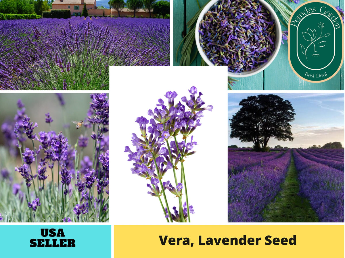 155 seeds| Vera  Lavender Herbs Seeds #6008